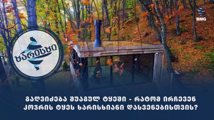 გაღვიძება შუაგულ ტყეში - რატომ ირჩევენ კოჯრის ტყეს ხარისხიანი დასვენებისთვის?
