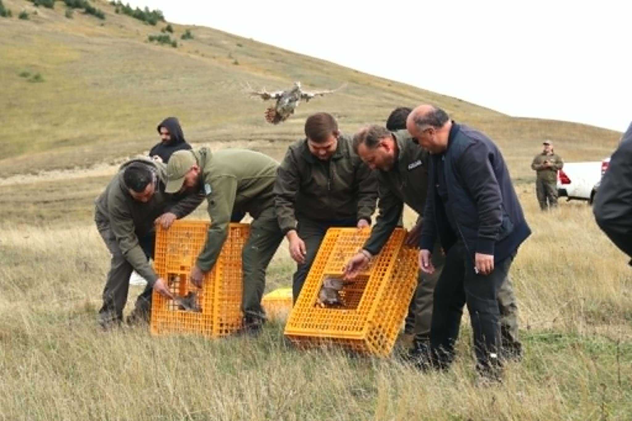 ველური ბუნების ეროვნული სააგენტოს მხარდაჭერით, ტანას ხეობაში 150 ფრთა გნოლი და 150 ფრთა კაკაბი ველურ ბუნებაში გაუშვეს