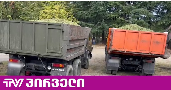 ყალბი ცნობებით 20 600 კილოგრამი ყურძნის ჩაბარების მცდელობისთვის ორ პირს ბრალი წარუდგინეს
