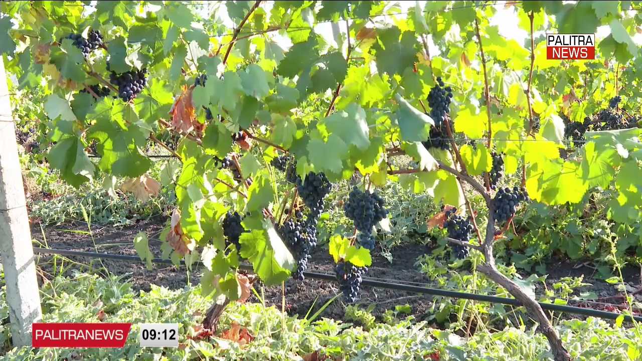 სიღნაღში ადგილობრივ ფერმერებთან შეხვედრაზე გასული სარწყავი სეზონის შედეგები და საირიგაციო მომსახურების გაუმჯობესების გზები განიხილეს