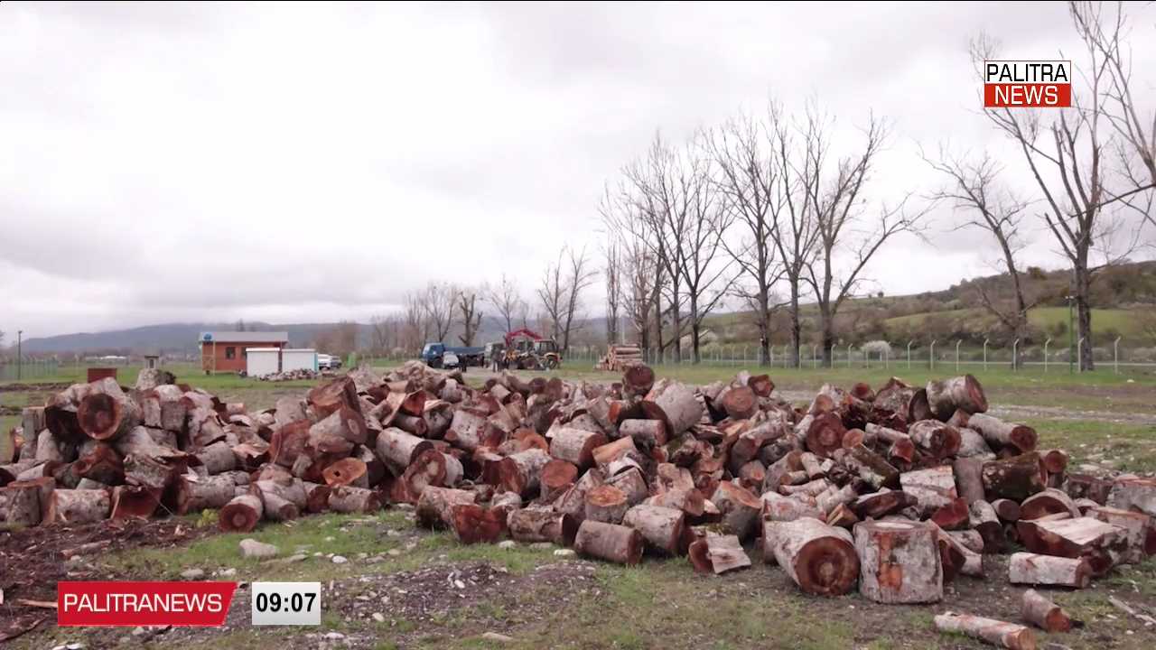 საქართველოში 9 თვეში ხე-ტყის უკანონო მოპოვების 505 ფაქტი გამოვლინდა